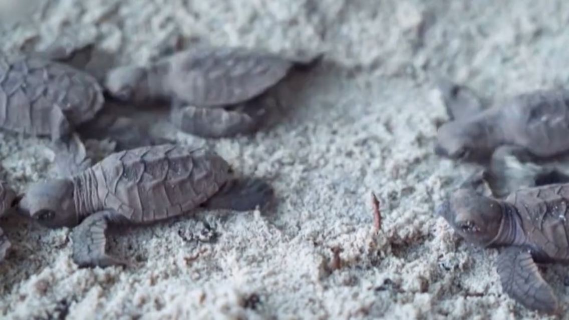 Schildkröten.jpg