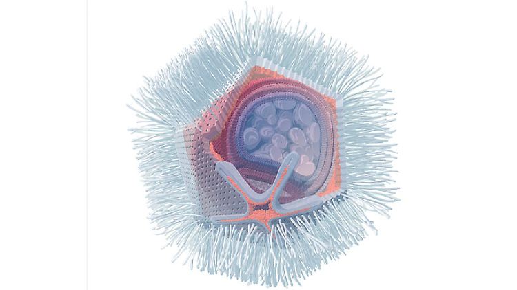Illustration des Naegleriavirus, basierend auf elektronenmikroskopischen Aufnahmen.