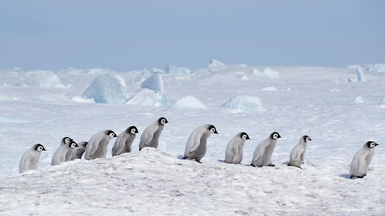 Wenn das Eis bricht, bevor sie wasserfeste Federn besitzen, haben Pinguin-Küken kaum eine Überlebenschance.