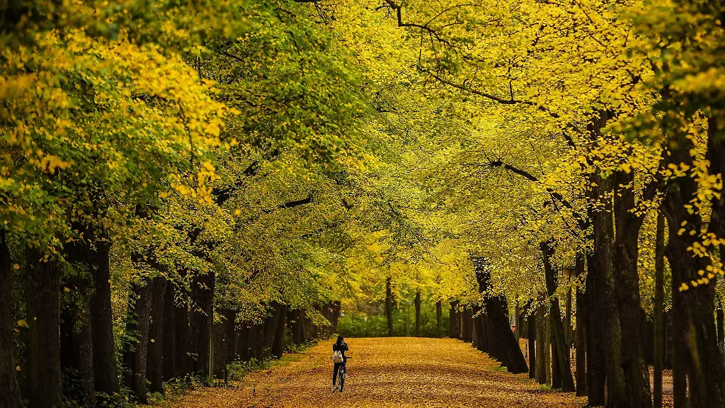Herbstlich-belaubte-Baeume-im-Clara-Zetkin-Park-in-Leipzig