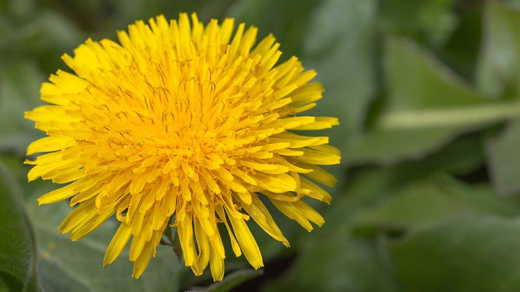 Ob als Tee, Sirup oder im Salat: Löwenzahn schmeckt nicht nur gut, sondern ist auch gesund.
