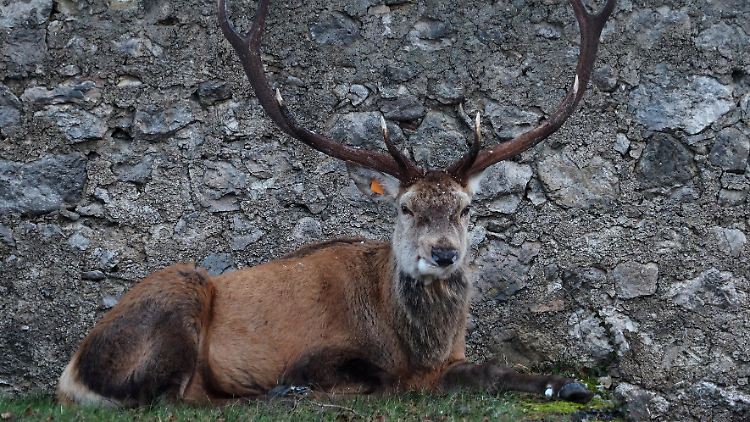 Die Chronic Wasting Disease wurde inzwischen in 32 US-Bundesstaaten und auch in Kanada nachgewiesen.