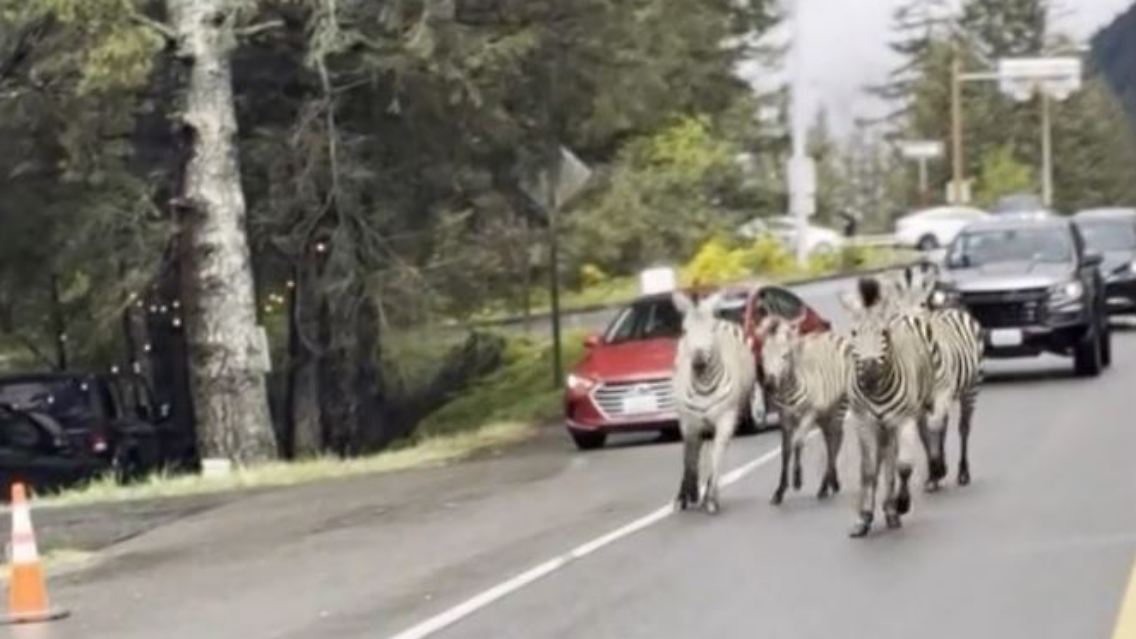 zebras-straße.JPG