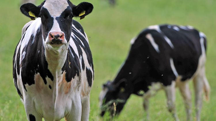 In Europa gibt es noch keine Hinweise auf eine Infektion von Milchkühen mit Vogelgrippe. Das könne sich jedoch jederzeit ändern, sagen Experten.