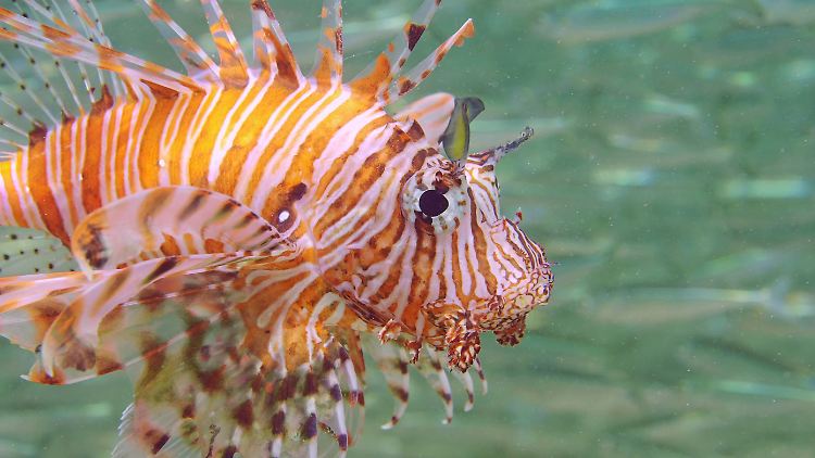 Rotfeuerfische fressen große Mengen einheimischer Fische und Krebstiere. Ihr Magen kann sich auf das bis zu 30-Fache seines ursprünglichen Volumens ausdehnen.