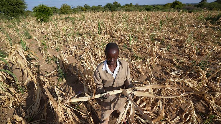 James Tshuma, ein Bauer im Bezirk Mangwe im Südwesten Simbabwes, inmitten seines ausgetrockneten Feldes während einer Dürre in Simbabwe.
