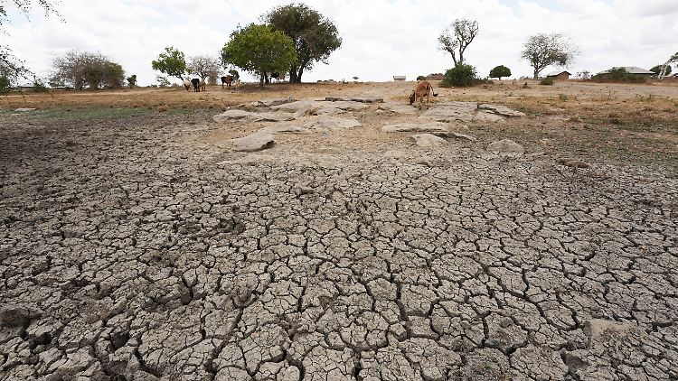Dürre in Kenia im März 2022: Vieh sucht auf einem trockenen Feld Futter.