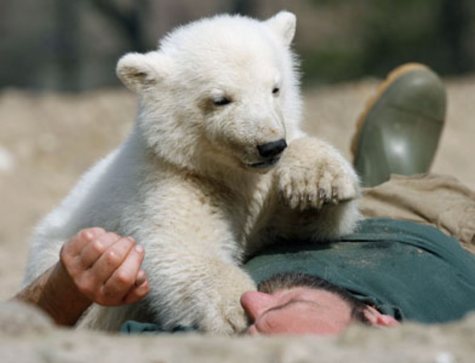 Wenn sich der kleine Eisbär Knut schutzsuchend an seinen Ziehvater Thomas Dörflein kuschelte, war die Welt in Ordnung. Diese Bilder sind vielen Menschen bleibend in Erinnerung.
