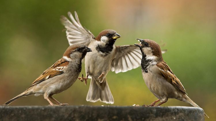 Das sind schon mal drei: In manchen Städten sei der Spatz, also der Haussperling, inzwischen auf dem Rückzug, sagt LBV-Biologin Angelika Nelson.