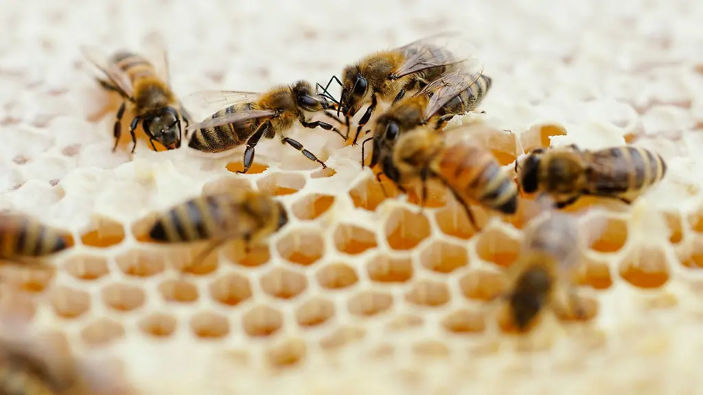 Bienen-eines-Bienenstocks-laufen-ueber-eine-Wabe