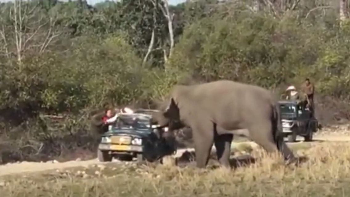 elefant.jpg
