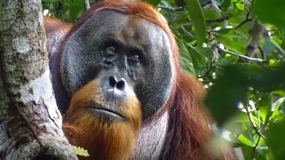 Orang-Utan.jpg