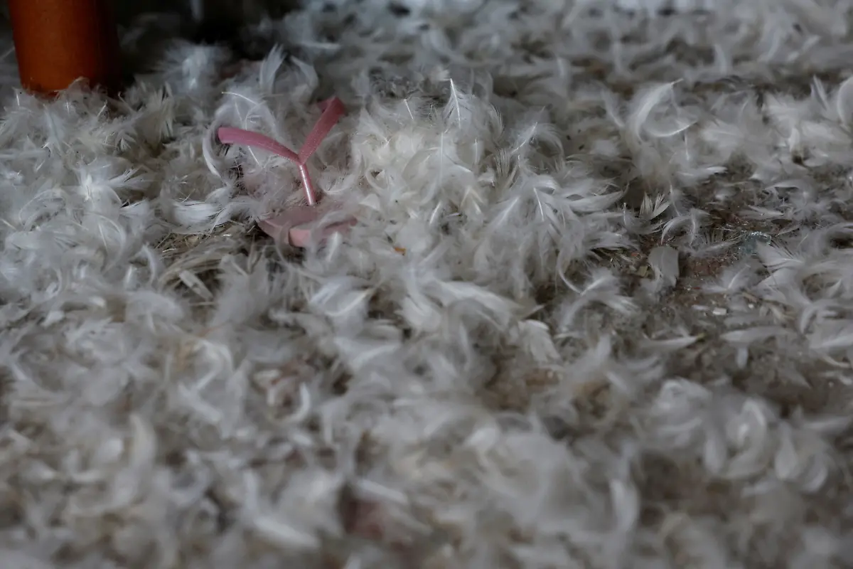 2023-11-01T130735Z-1292849003-RC2B44A0R7SO-RTRMADP-3-ISRAEL-PALESTINIANS-KISSUFIM