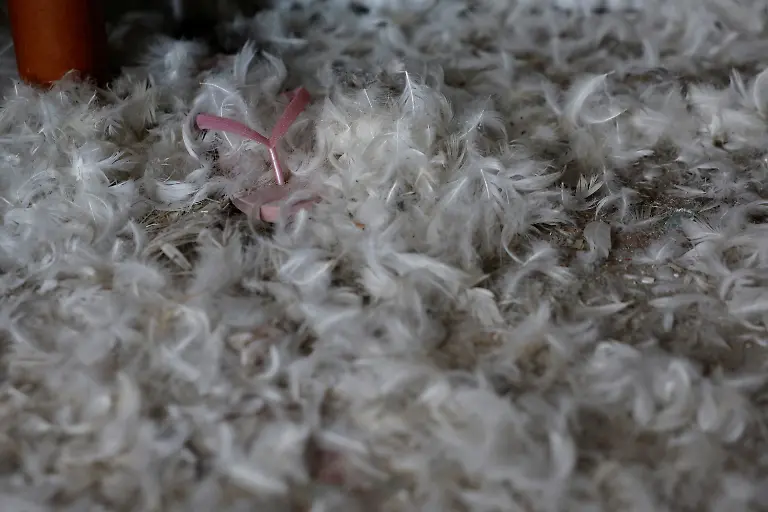 2023-11-01T130735Z-1292849003-RC2B44A0R7SO-RTRMADP-3-ISRAEL-PALESTINIANS-KISSUFIM