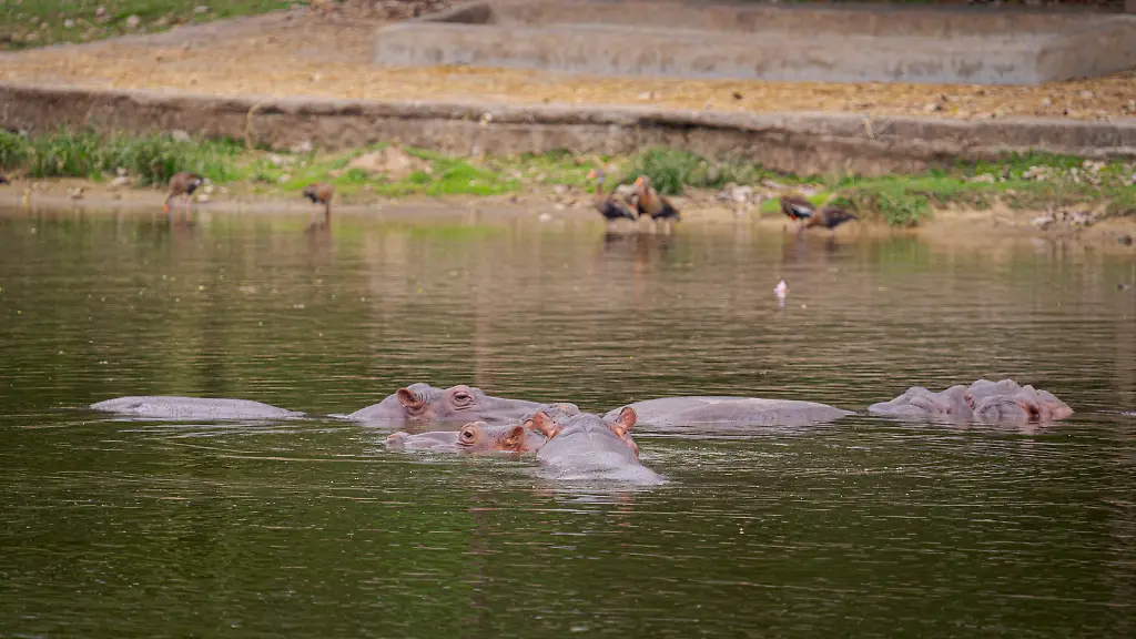 Bis-zum-Jahresende-will-die-Regierung-in-Kolumbien-20-Tiere-sterilisieren-Mehr-als-160-Exemplare-gibt-es