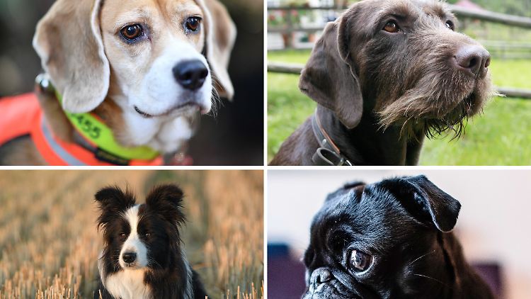 Ein Beagle-Spürhund, ein Jagdhund der Rasse Deutsch Drahthaar, ein Border Collie und eine Mops-Hündin: Als besonders gute Schnüffler gelten unter anderem Beagle, Bloodhound und Deutsch Drahthaar, als besonders schlechte unter anderem Greyhound, Border Collie und Mops.