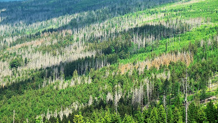 Baumsterben durch Borkenkäferbefall: Die Baumsterblichkeit hat in den letzten drei Jahrzehnten in Europa stark zugenommen, heißt es in einer neuen Studie.