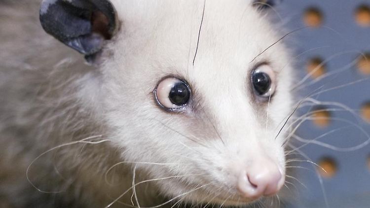 Zugeschaltet aus dem Leipziger Zoo: Unsere Heidi! 