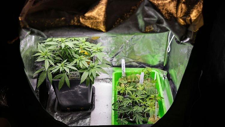 Cannabispflanzen verschiedener Sorten stehen in einem Aufzuchtzelt.