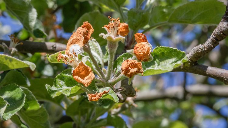 In einigen Regionen sind die Blüten an Obstbäumen, wie an diesem Apfelbaum, erfroren.