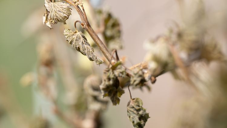 Ein trauriger Anblick: Frostschäden an einem Rebstock. Den strengen Frost haben viele Weinpflanzen nicht überlebt.