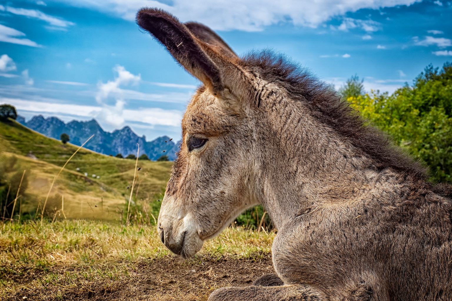 Esel sind beliebte Tiere, ...