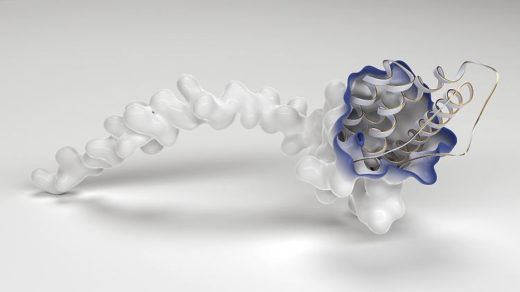 AlphaFold 3 erstellt nicht nur dreidimensionale Modelle komplexer Proteine, sondern kann auch ihre Interaktion mit anderen Molekülen vorhersagen. 