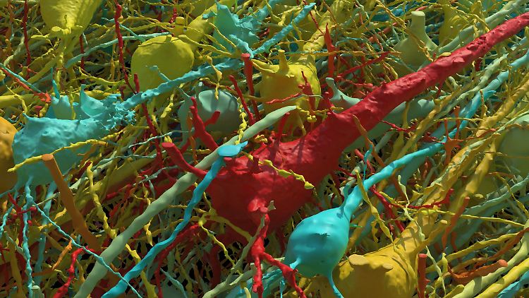 Darstellung aller erregenden (pyramidalen) Neuronen in einem Teil der Gehirnprobe.