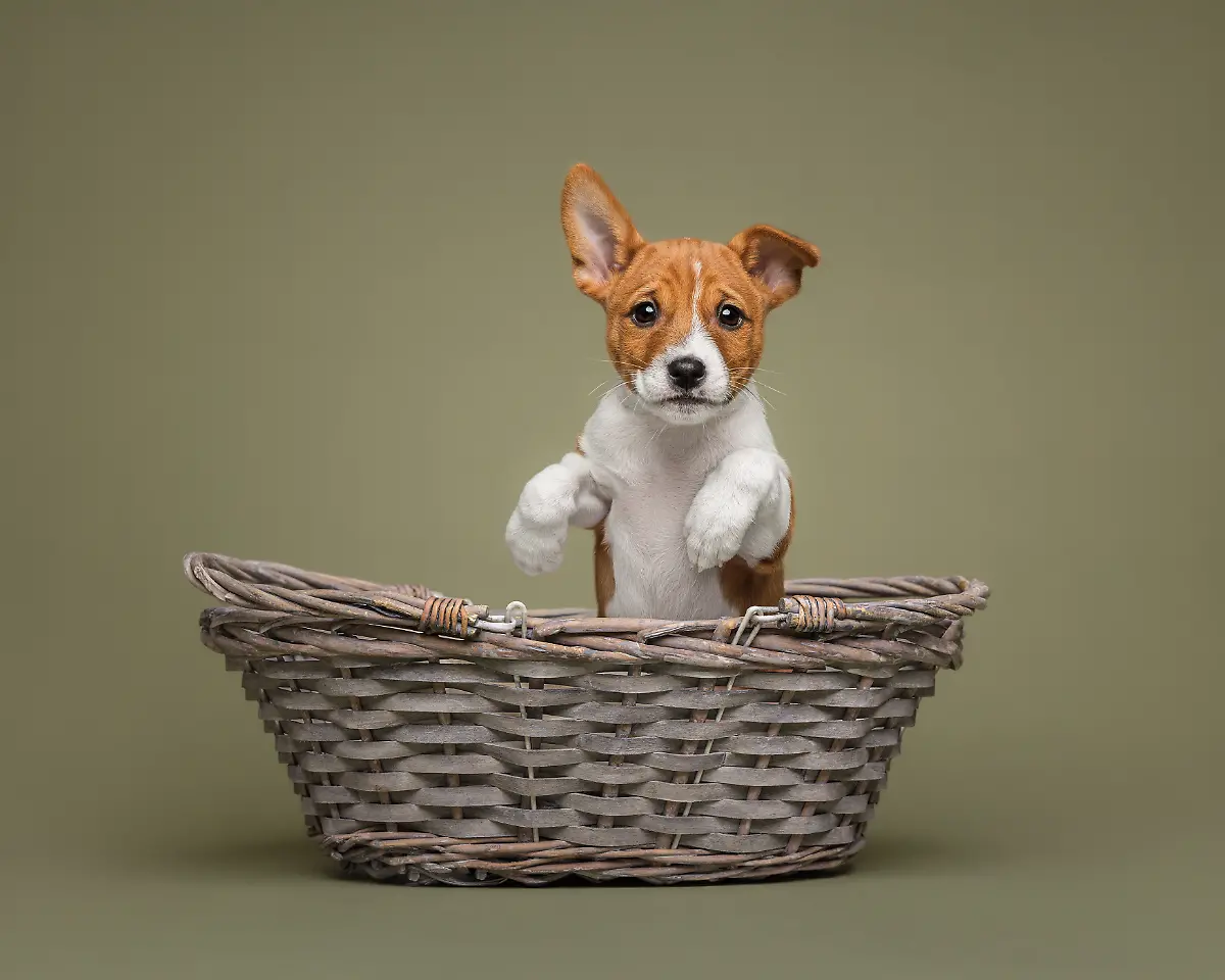 IMG-6624-bewerkt-DPA