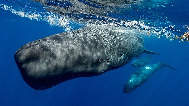 Pottwale haben die größten Gehirne aller Tiere und leben in sozialen Gemeinschaften. Kommunikation ist für sie überlebenswichtig.