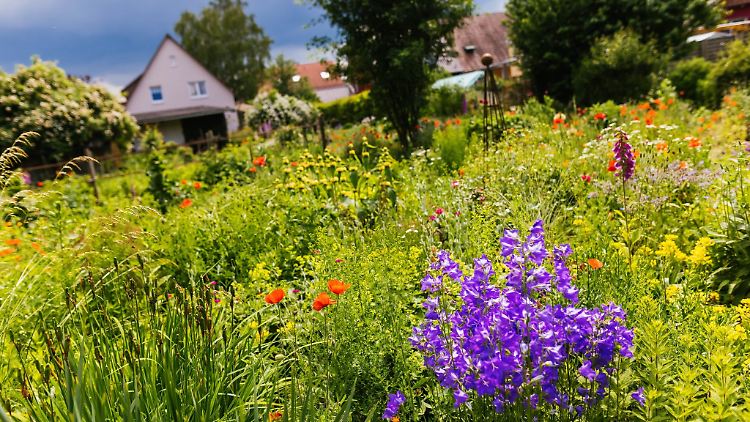 Die Versuchung ist groß, einen kleinen Strauß Wildblumen zu pflücken. Doch es gelten Regeln beim Sammeln von Blumen in der Natur.