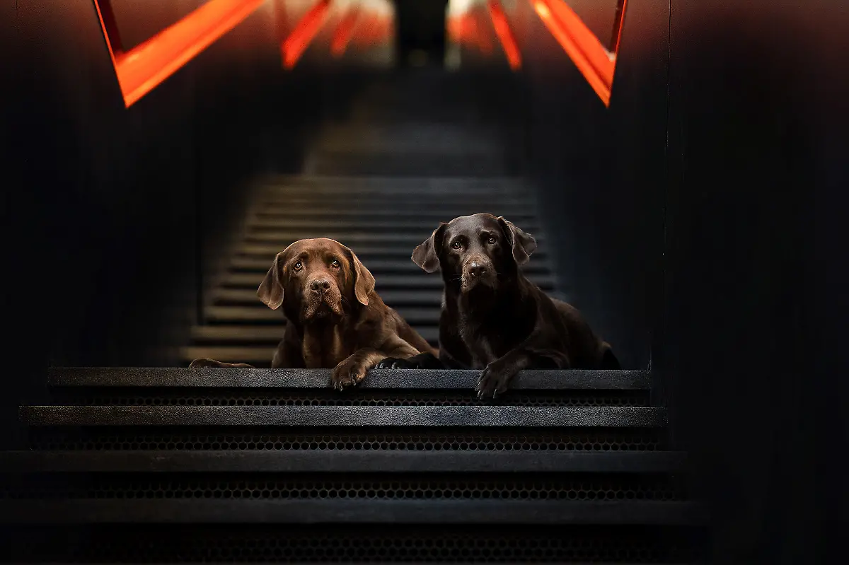 DSC08274-dogphotography-20award