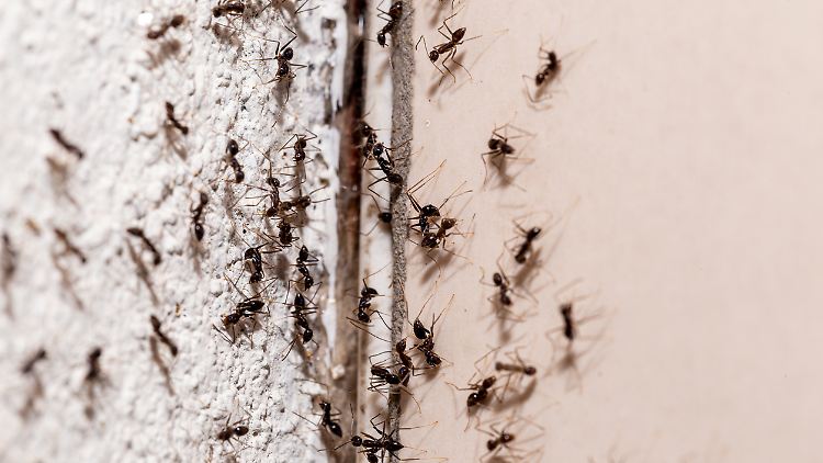 Ameisen in der Wohnung? Es gibt Hausmittel, mit denen sich die Insekten fernhalten lassen.