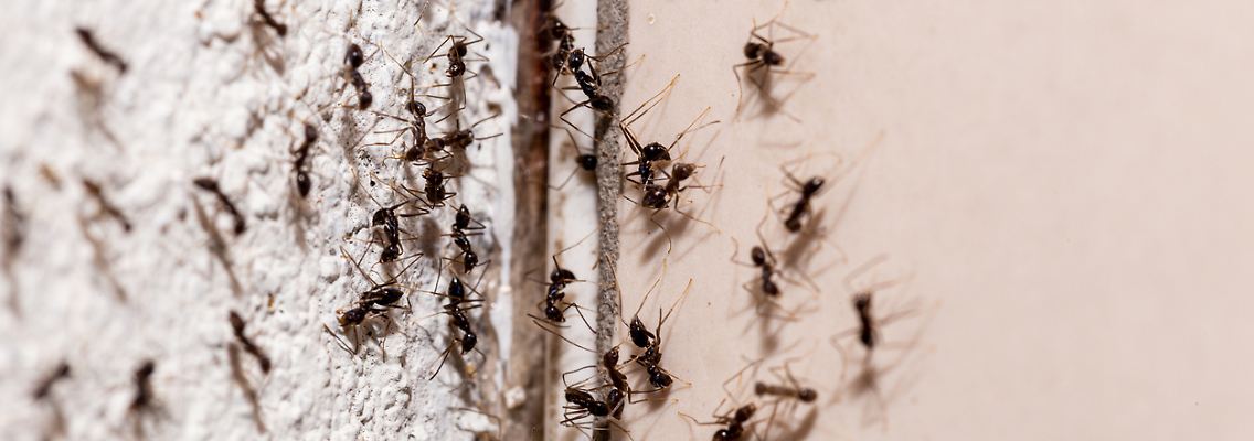 Ameisen in der Wohnung? Es gibt Hausmittel, mit denen sich die Insekten fernhalten lassen.