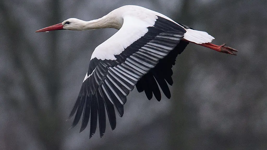 urn-binary-dpa-com-20090101-231030-99-757566-FILED