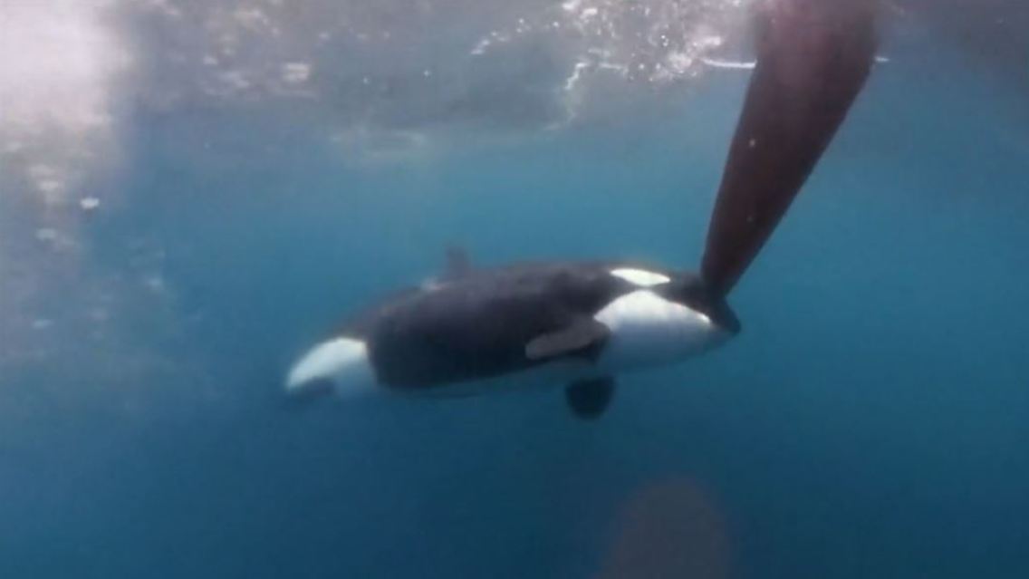 orcas.JPG