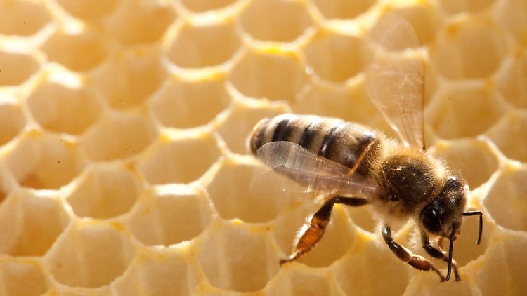 Für welche Honigsorte gesammelt wird, ist abhängig von der Jahreszeit und dem Standplatz der Bienenstöcke.