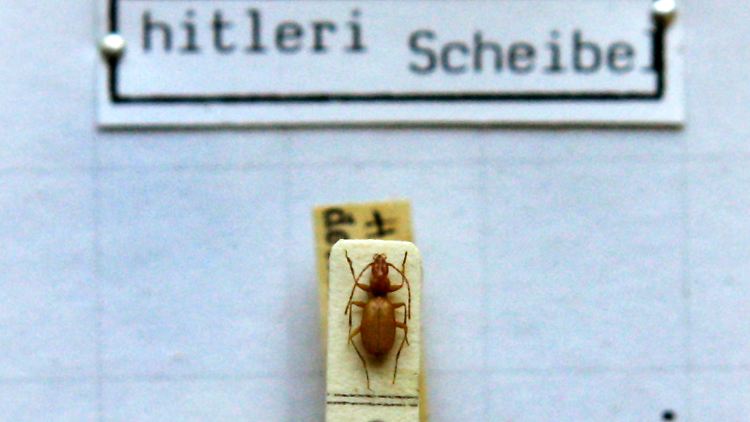 Hitler-Käfer unter einem Mikroskop in der Zoologischen Staatssammlung in München.