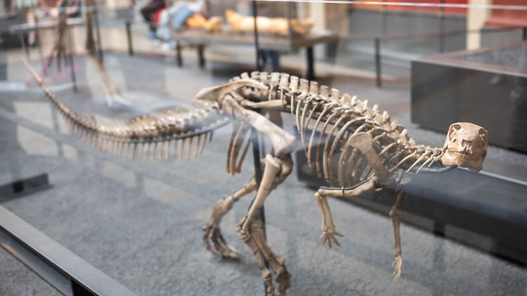 Skelett eines Dysalotosaurus lettowvorbecki im Museum für Naturkunde Berlin: Der Dinosaurier wurde benannt nach Paul von Lettow-Vorbeck, der als Kommandeur der deutschen Kolonialarmee an Gräueltaten in Afrika beteiligt war.