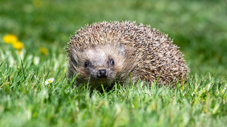 Auch durch Mähroboter bedroht: Igel stehen bereits auf der Vorwarnliste der Roten Liste.