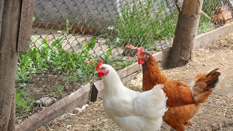 Das getötete Huhn wurde mit Steinen attackiert. (Archivbild)