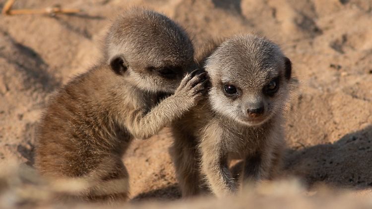 Was wird hier wohl besprochen? Ein Forscherteam wollte das genauer wissen. 