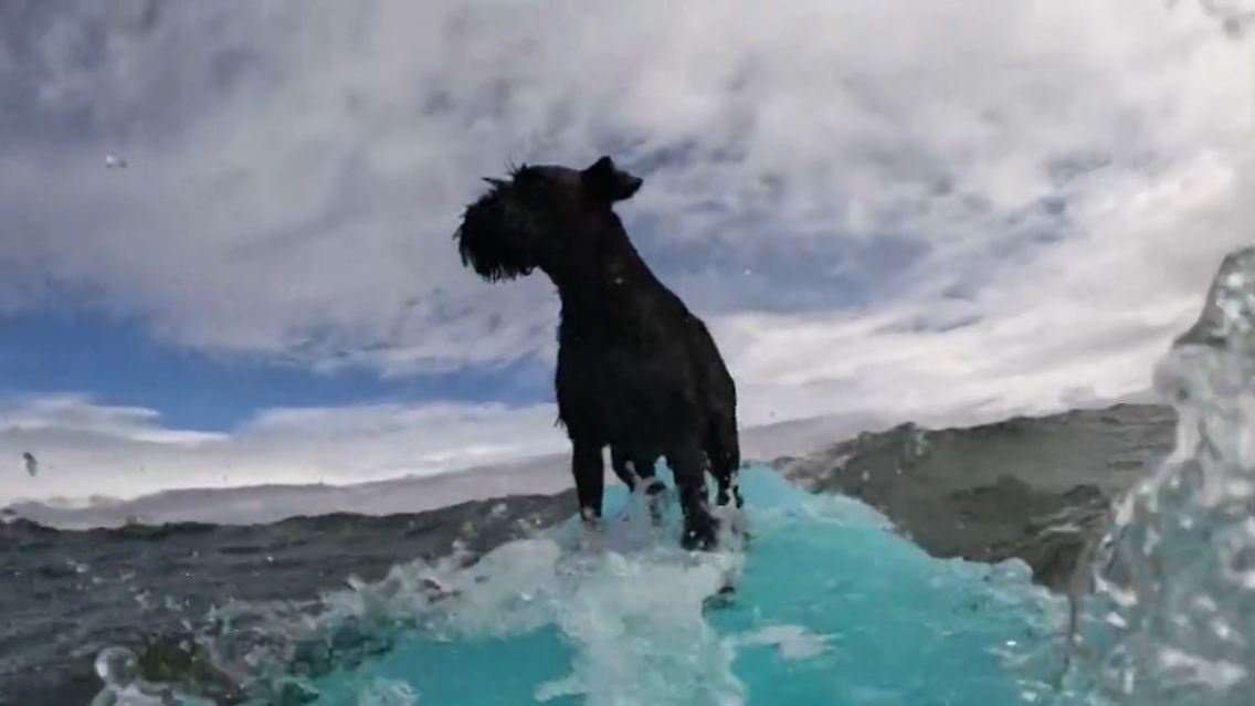 Hunde surfen.jpg