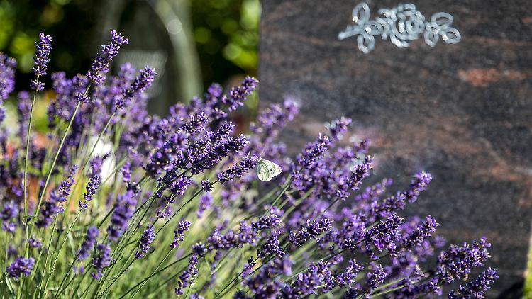 Ein mit Lavendel bepflanztes Grab auf einem Friedhof.