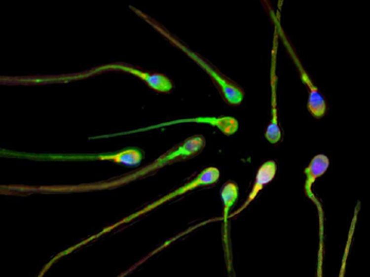 Zur Behandlung der Allergie werden unter anderem Antihistaminika und Cortison eingesetzt.