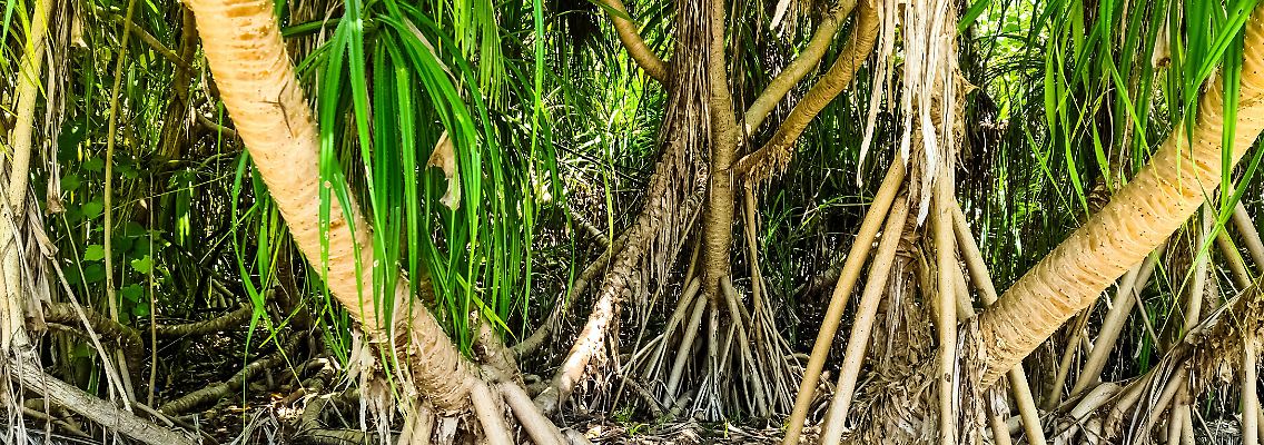 Mangrovenwälder wachsen hauptsächlich an den Küsten tropischer und subtropischer Gebiete. Anders als die meisten anderen Pflanzen auch in Brackwasser.