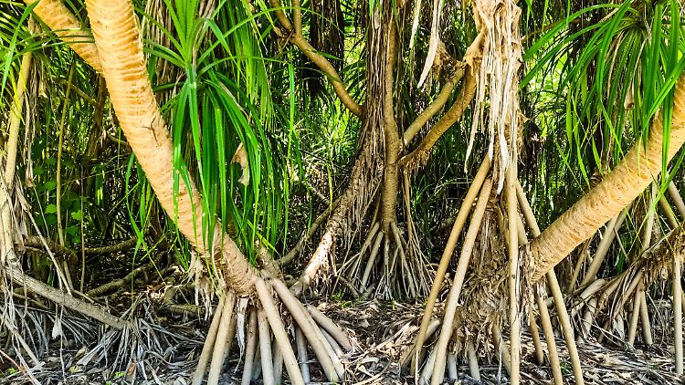 Mangrovenwälder wachsen hauptsächlich an den Küsten tropischer und subtropischer Gebiete. Anders als die meisten anderen Pflanzen auch in Brackwasser.