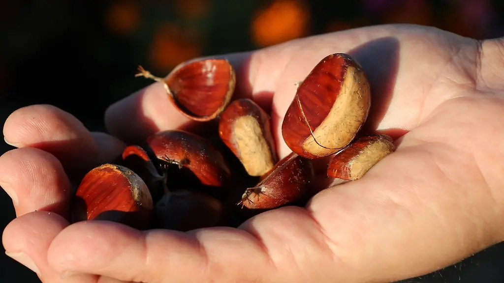 Esskastanien-liegen-in-einer-Hand