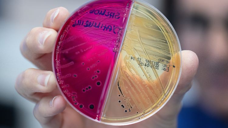 Auf unterschiedlich eingefärbten Nährböden wachsen in einem Labor von Bioscientia Healthcare in Ingelheim Keime heran. So lassen sich unter anderem Pilze und Salmonellen nachweisen.