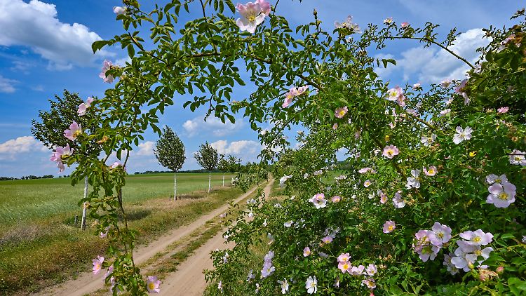 Europäische und US-Meteorologen streiten noch, ob der Sommer erst zu Fronleichnam nach Deutschland kommt oder bereits vorher.